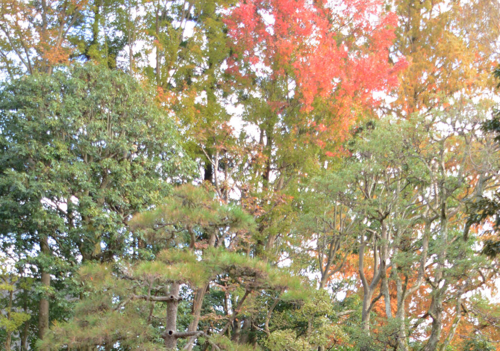 ほんのりと色づいた気品ある紅葉