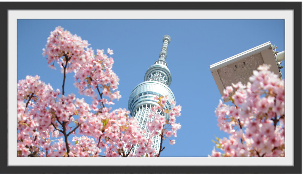 事桜を纏った美しい東京スカイツリー前予約