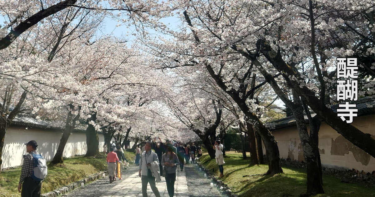 京都の桜名所を愛でる写真旅