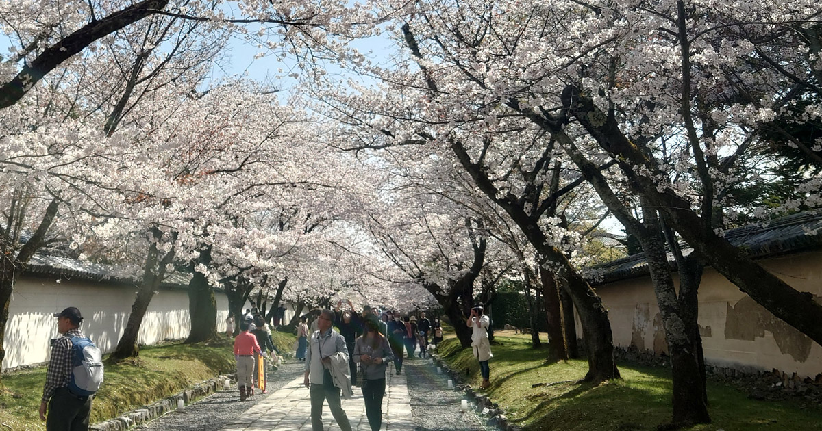 京都の桜名所を愛でる写真旅