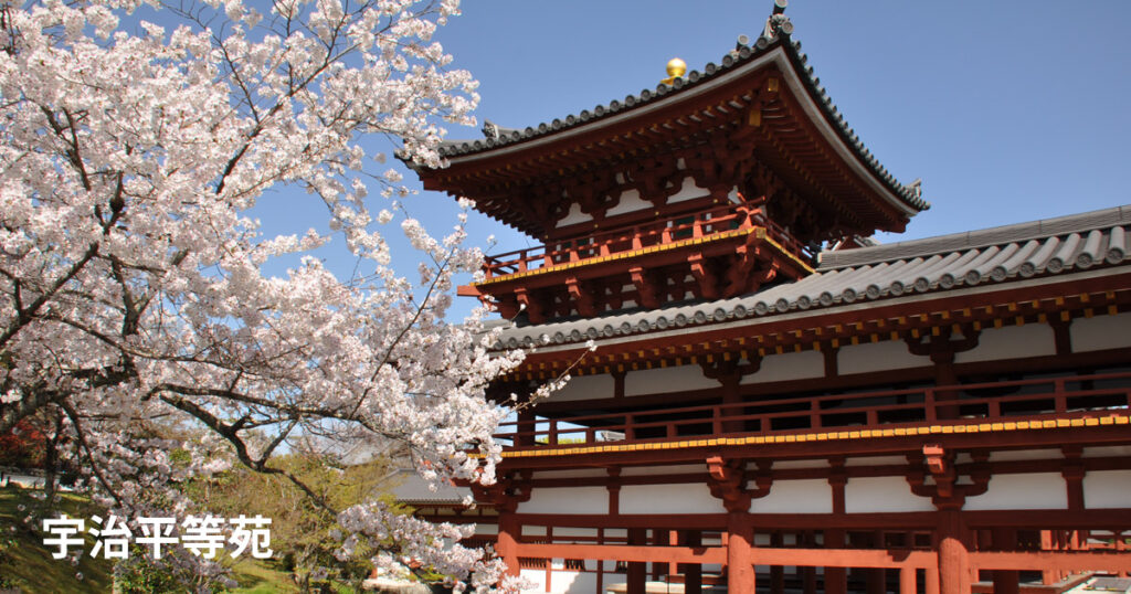 京都の桜「宇治平等院」