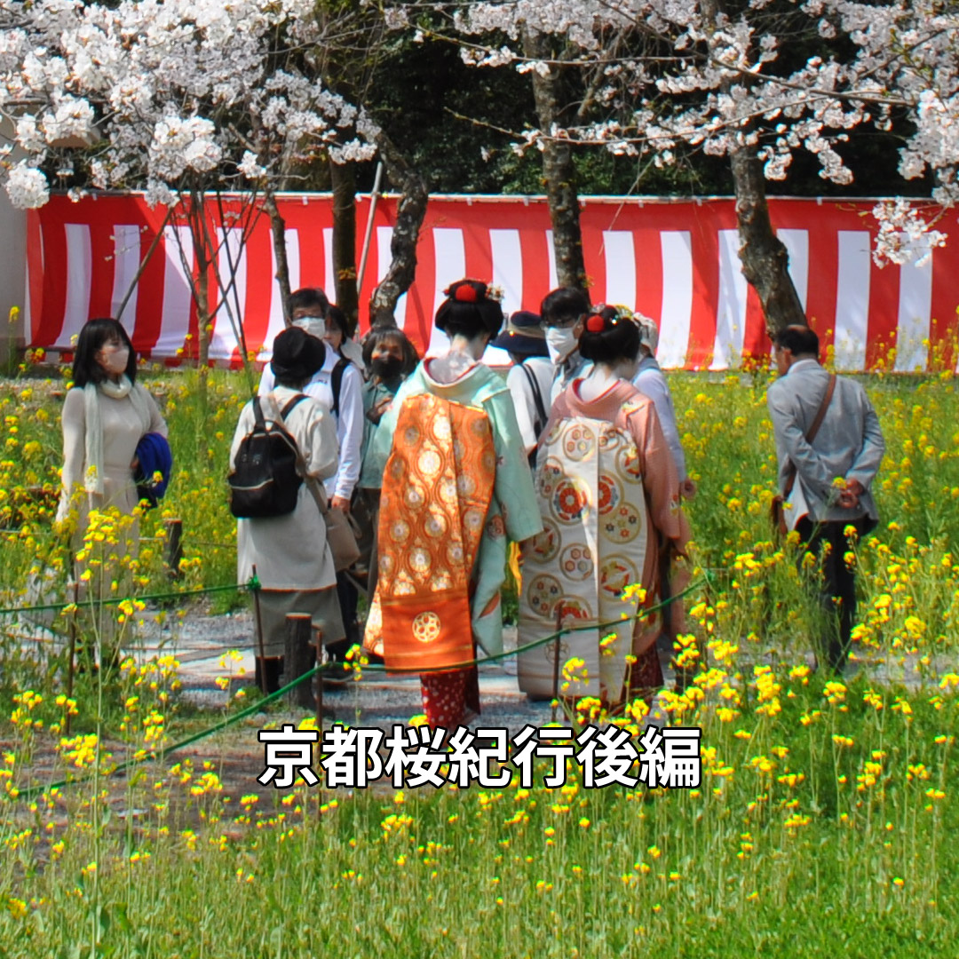 京都桜紀行後編