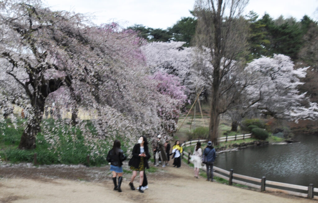 東京を代表する春の名所