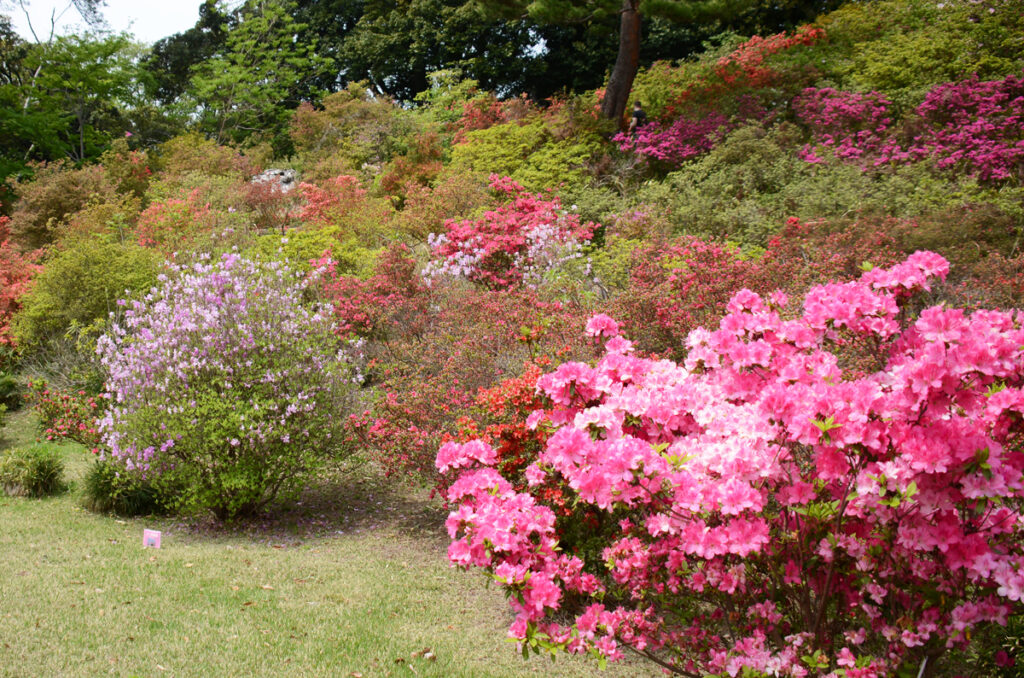  六義園（春から初夏つつじ）