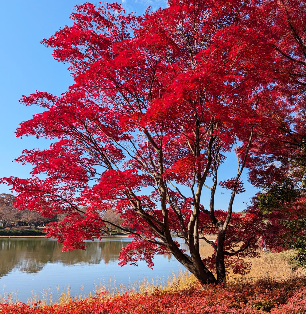国営昭和記念公園(秋)