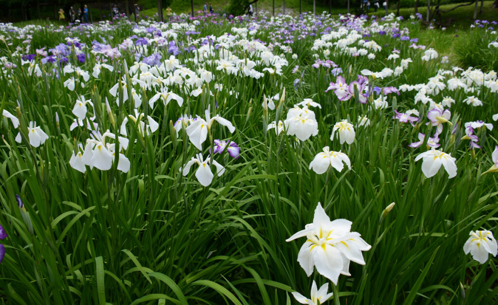小石川後楽園しっとりと咲く花菖蒲