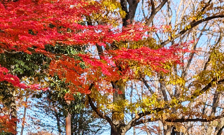 昭和記念公園
大木の紅葉と広々とした空