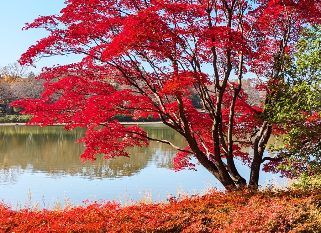 昭和記念公園