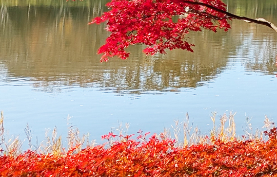 昭和記念公園の紅葉