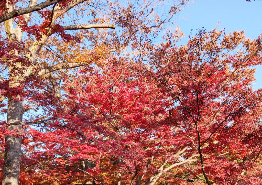 殿ヶ谷戸公園