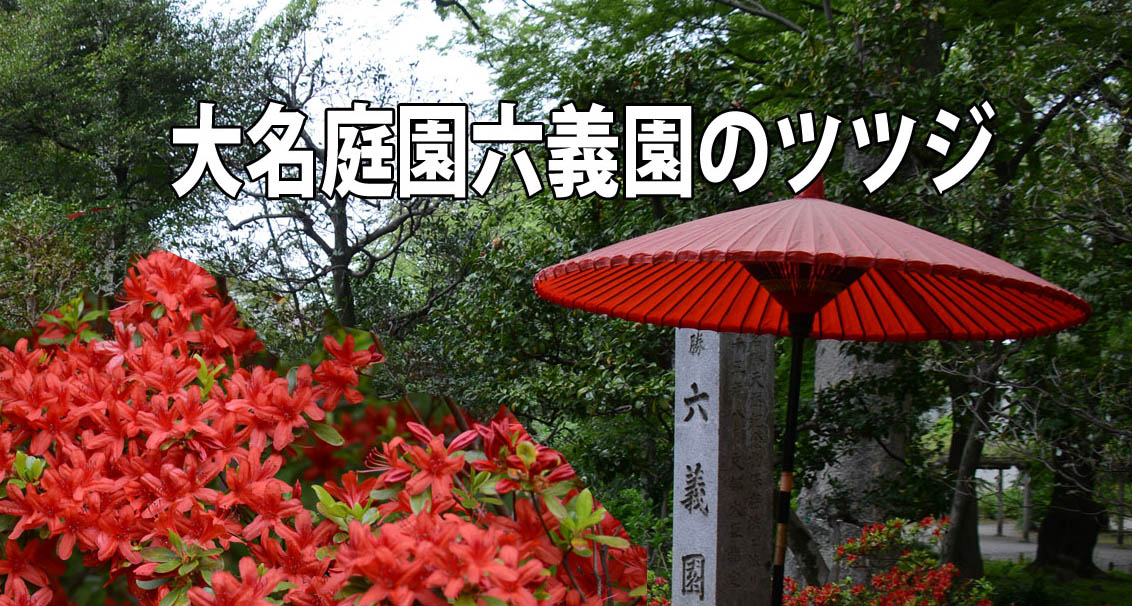 大名庭園六義園のツツジ