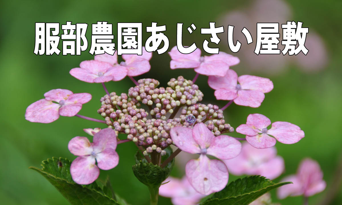 服部農園あじさい屋敷