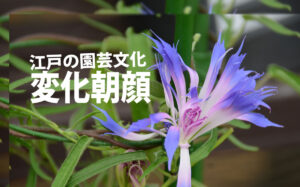 変化朝顔