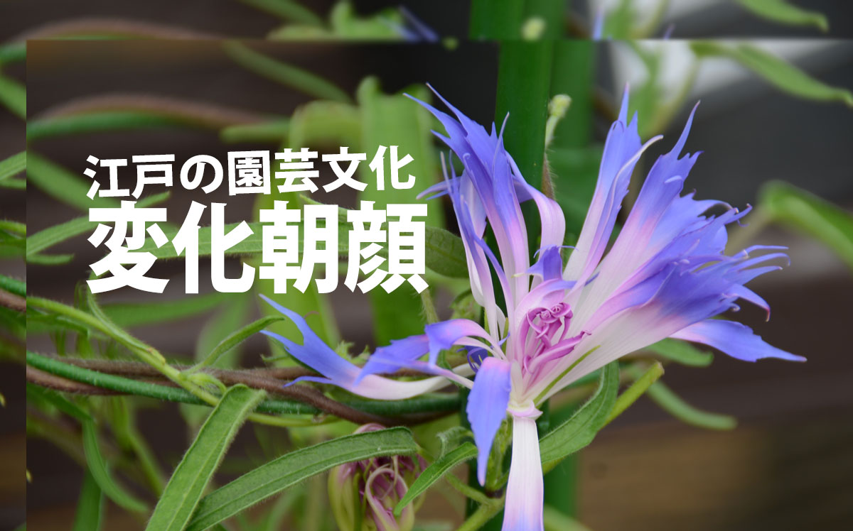 変化朝顔