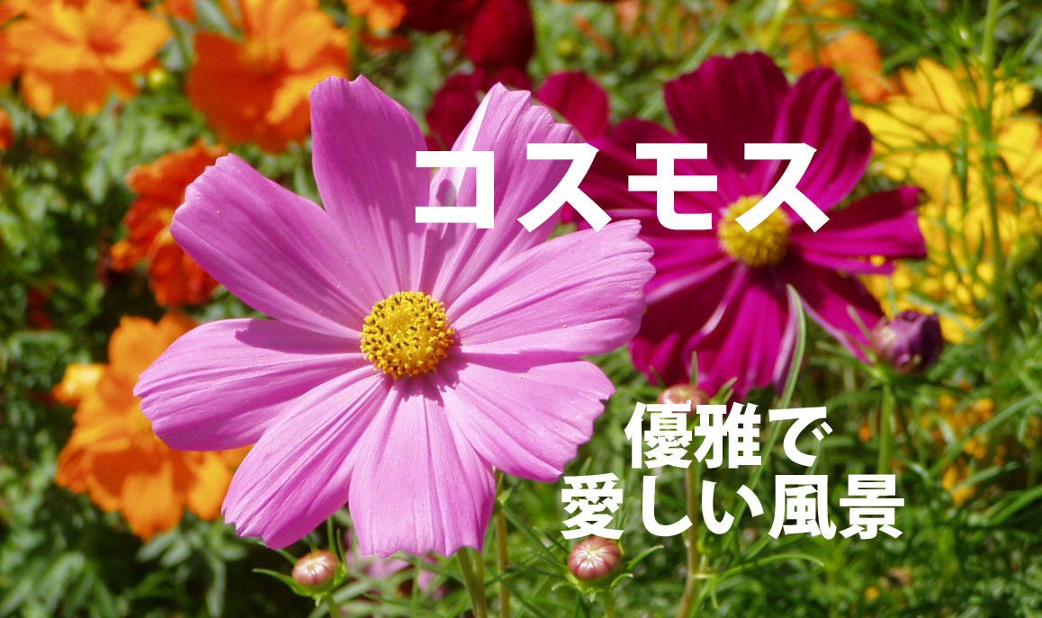 コスモスが織りなす優雅で愛しい風景